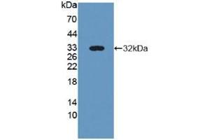 Figure. (NID2 抗体  (AA 31-289))