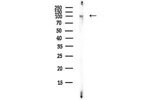 Western blot analysis of lysates from Mouse liver, using MERTK Antibody at 1/1000 dilution.