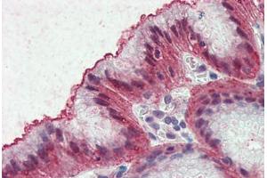 Anti-EMB antibody  ABIN960771 IHC staining of human stomach. (Embigin 抗体  (Internal Region))