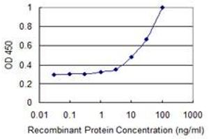 Detection limit for recombinant GST tagged AKTIP is 1 ng/ml as a capture antibody. (AKTIP 抗体  (AA 1-292))
