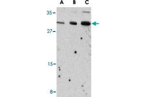 Western blot analysis of Il31 in Raw 264. (IL-31 抗体  (N-Term))
