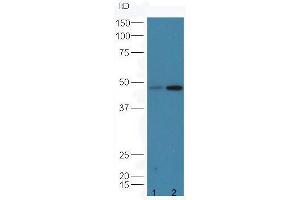 Protein: line1,mouse lung lysates; line2,mouse testicle lysates; Primary: Anti-CD8  at 1: 5000;  Predicted band size:27 kD Observed band size:48 kD (CD8 抗体  (AA 51-150))