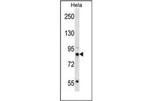 Western blot analysis of ORC3 / LATHEO Antibody (N-term) in Hela cell line lysates (35ug/lane). (ORC3 抗体  (N-Term))