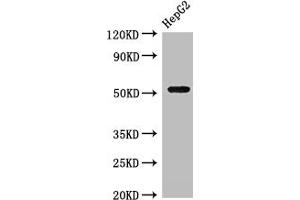 Western Blot Positive WB detected in: HepG2 whole cell lysate All lanes: GSK3A antibody at 3 μg/mL Secondary Goat polyclonal to rabbit IgG at 1/50000 dilution Predicted band size: 51 kDa Observed band size: 51 kDa (GSK3 alpha 抗体  (AA 36-118))