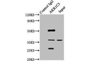 Immunoprecipitating AKR1C3 in HepG2 whole cell lysate Lane 1: Rabbit control IgG instead of ABIN7143694 in HepG2 whole cell lysate.