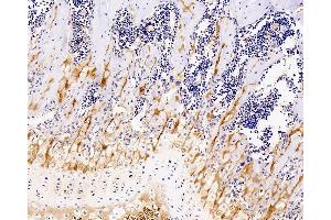 Immunohistochemistry analysis of paraffin-embedded mouse bone using COL2A1 Monoclonal Antibody at dilution of 1:400. (COL2A1 抗体)