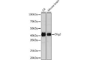 Western blot analysis of extracts of various cell lines, using Olig2 Rabbit mAb (ABIN7269090) at 1:1000 dilution. (OLIG2 抗体)
