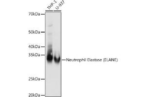 Western blot analysis of extracts of various cell lines, using Neutrophil Elastase (ELANE) antibody (ABIN7266912) at 1:1000 dilution. (ELANE 抗体)