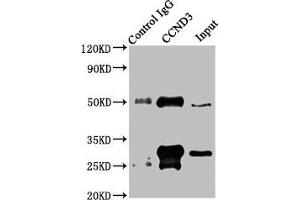 Immunoprecipitating CCND3 in Jurkat whole cell lysate Lane 1: Rabbit control IgG instead of ABIN7153394 in Jurkat whole cell lysate. (Cyclin D3 抗体  (AA 1-292))