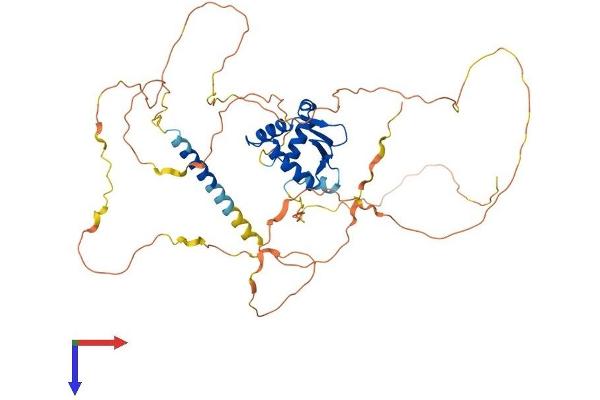 ETV1 Protein (AA 1-477) (His tag)