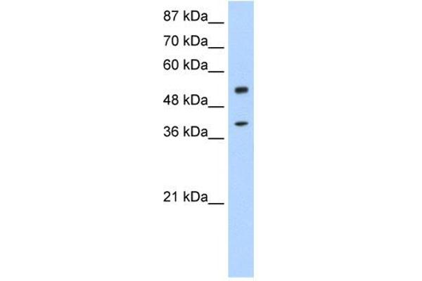 NOBOX 抗体  (N-Term)
