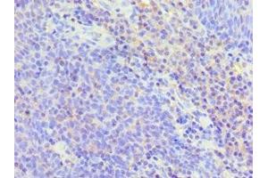 Immunohistochemistry of paraffin-embedded human tonsil tissue using ABIN7173805 at dilution of 1:100 (BAFF 抗体  (AA 76-285))