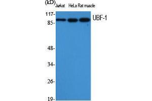 Western Blot (WB) analysis of specific cells using UBF-1 Polyclonal Antibody. (UBTF 抗体  (Internal Region))