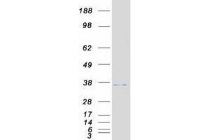 CHMP4C Protein (Myc-DYKDDDDK Tag)