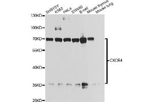 Western blot analysis of extracts of various cell lines, using CXCR4 antibody. (CXCR4 抗体)