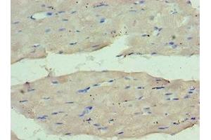 Immunohistochemistry of paraffin-embedded human skeletal muscle tissue using ABIN7159661 at dilution of 1:100 (WDR77 抗体  (AA 1-260))