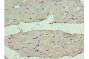 Immunohistochemistry of paraffin-embedded human skeletal muscle tissue using ABIN7159661 at dilution of 1:100 (WDR77 抗体  (AA 1-260))