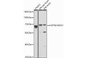 Western blot analysis of extracts of various cell lines, using HSP70/HSP antibody  at 1:1000 dilution. (HSP70 1A 抗体  (C-Term))