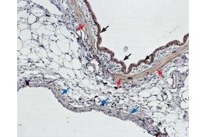 Expression of EDNRB in rat lung - Immunohistochemical staining of paraffin embedded section of rat lung using Anti-Endothelin Receptor B Antibody (ABIN7043120, ABIN7044240 and ABIN7044241) (1:100).