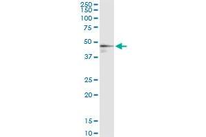Immunoprecipitation of FDPS transfected lysate using anti-FDPS MaxPab rabbit polyclonal antibody and Protein A Magnetic Bead , and immunoblotted with FDPS purified MaxPab mouse polyclonal antibody (B01P) . (FDPS 抗体  (AA 1-419))