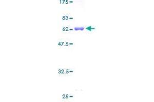 Ribokinase Protein (RBKS) (AA 1-322) (GST tag)
