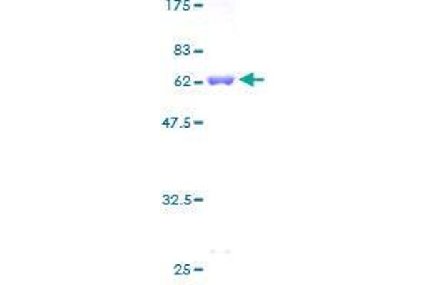Ribokinase Protein (RBKS) (AA 1-322) (GST tag)