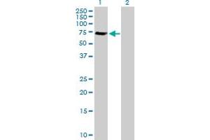 Western Blot analysis of GGA1 expression in transfected 293T cell line by GGA1 MaxPab polyclonal antibody. (GGA1 抗体  (AA 1-552))