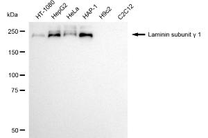 Western blotting analysis using laminin subunit gamma 1 antibody (ABIN7799235). (Recombinant Laminin gamma 1 抗体)