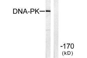 Western Blotting (WB) image for anti-Protein Kinase, DNA-Activated, Catalytic Polypeptide (PRKDC) (C-Term) antibody (ABIN1848510) (PRKDC 抗体  (C-Term))