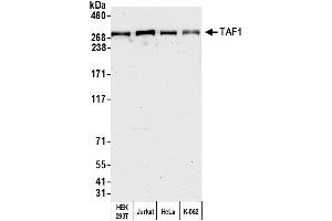 Western Blotting (WB) image for anti-TAF1 RNA Polymerase II, TATA Box Binding Protein (TBP)-Associated Factor, 250kDa (TAF1) (AA 1750-1800) antibody (ABIN7453573)