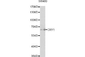 Western blot analysis of extracts of SW480 cells, using CRY1 antibody (ABIN6291957) at 1:1000 dilution. (CRY1 抗体)