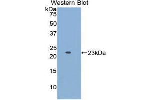 Western Blotting (WB) image for anti-Apolipoprotein E (APOE) (AA 19-181) antibody (ABIN1077824) (APOE 抗体  (AA 19-181))