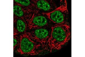 Immunofluorescent staining of RT-4 cells with GRHL2 polyclonal antibody  (Green) shows positivity in plasma membrane and nucleus but excluded from the nucleoli.