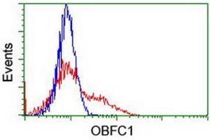 HEK293T cells transfected with either RC200778 overexpress plasmid (Red) or empty vector control plasmid (Blue) were immunostained by anti-OBFC1 antibody (ABIN2454844), and then analyzed by flow cytometry. (OBFC1 抗体)