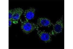 anti-Zinc Finger GRF-type Containing 1 (ZGRF1) (AA 38-66) antibody