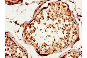 IHC image of ABIN7170472 diluted at 1:200 and staining in paraffin-embedded human testis tissue performed on a Leica BondTM system. (SPA17 抗体  (AA 1-146))