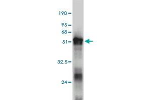 Western Blot detection against Immunogen (50. (RNF114 抗体  (AA 1-228))