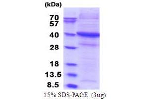 SDS-PAGE (SDS) image for Signal-Regulatory Protein gamma (SIRPG) (AA 29-360) protein (His tag) (ABIN5853791) (SIRPG Protein (AA 29-360) (His tag))