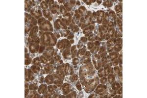Immunohistochemical staining of human pancreas with SEC23B polyclonal antibody  shows strong cytoplasmic positivity in exocrine glandular cells and moderate staining in Islet cells. (Sec23 Homolog B 抗体)