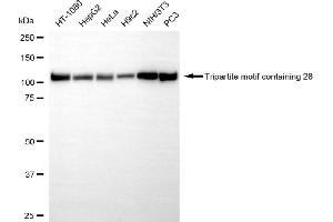 Western blotting analysis using tripartite motif containing 28 antibody (ABIN7800631).