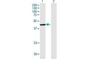 Western Blotting (WB) image for anti-Indoleamine 2,3-Dioxygenase 1 (IDO1) (AA 1-403) antibody (ABIN517166)