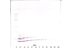 Image no. 1 for anti-Chemokine (C-C Motif) Ligand 4 (CCL4) antibody (ABIN465809) (CCL4 抗体)