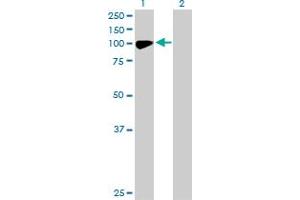 Western Blot analysis of CHML expression in transfected 293T cell line by CHML MaxPab polyclonal antibody. (CHML 抗体  (AA 1-656))