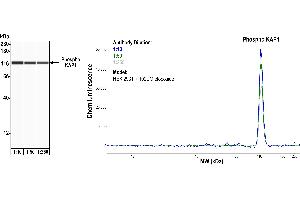 Western Blotting (WB) image for anti-Tripartite Motif Containing 28 (TRIM28) (pSer824) antibody (ABIN7454038) (Recombinant KAP1 抗体  (pSer824))