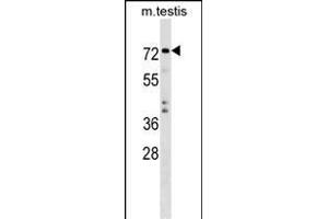 TRIM41 Antibody (C-term) (ABIN1537476 and ABIN2849008) western blot analysis in mouse testis tissue lysates (35 μg/lane). (TRIM41 抗体  (C-Term))