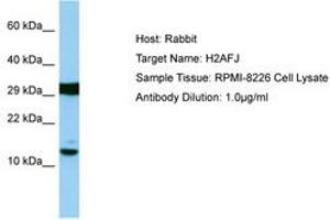 Image no. 1 for anti-H2A Histone Family, Member J (H2AFJ) (AA 13-62) antibody (ABIN6750106) (H2AFJ 抗体  (AA 13-62))