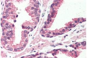 Anti-GPR126 antibody  ABIN1048708 IHC staining of human prostate. (G Protein-Coupled Receptor 126 抗体  (N-Term))