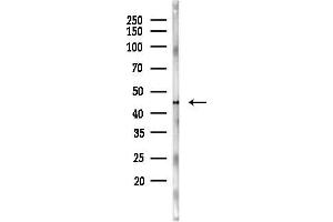 Western blot analysis of lysates from 293 cells, using Cytokeratin 18 Antibody at 1/1000 dilution.