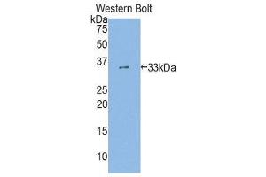 Western Blotting (WB) image for anti-Aryl Hydrocarbon Receptor (AHR) (AA 128-399) antibody (ABIN1857949) (Aryl Hydrocarbon Receptor 抗体  (AA 128-399))