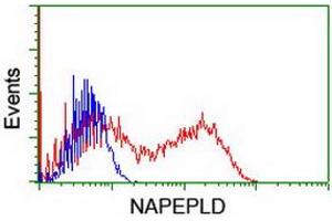 Flow Cytometry (FACS) image for anti-N-Acyl Phosphatidylethanolamine phospholipase D (NAPEPLD) antibody (ABIN1499643)
